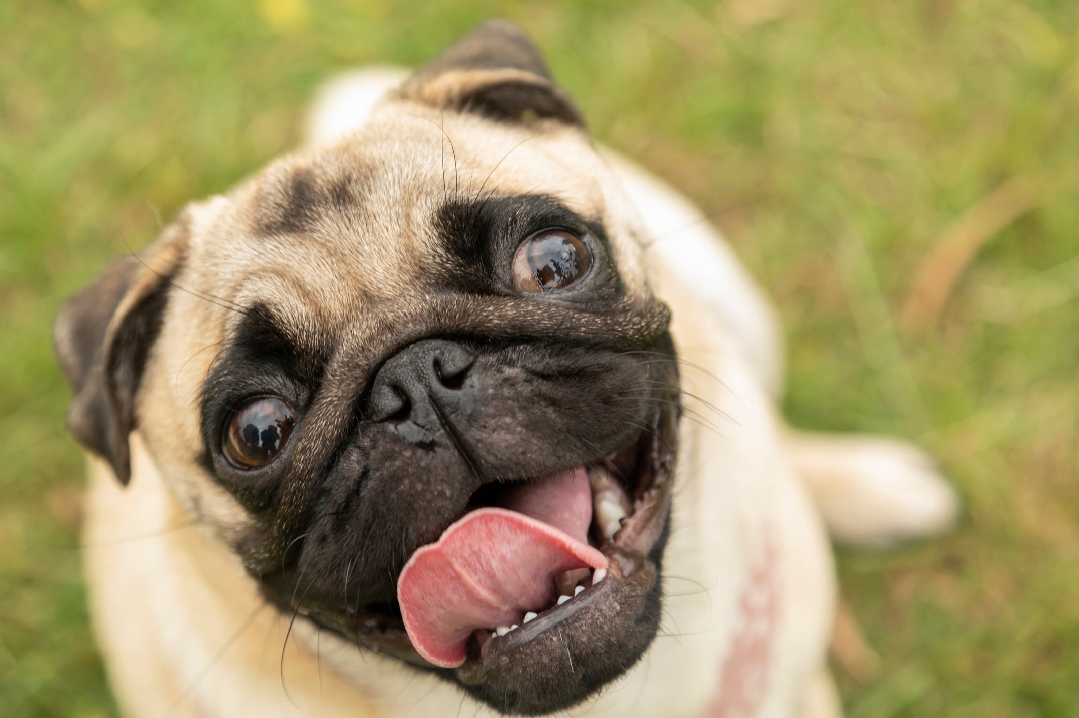 Espirro reverso em cachorro braquicefálico pode ser mais recorrente
