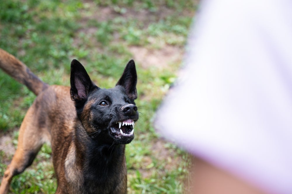 Apesar de ser desafiador, o comportamento reativo em cães pode ser revertido com manejo adequado