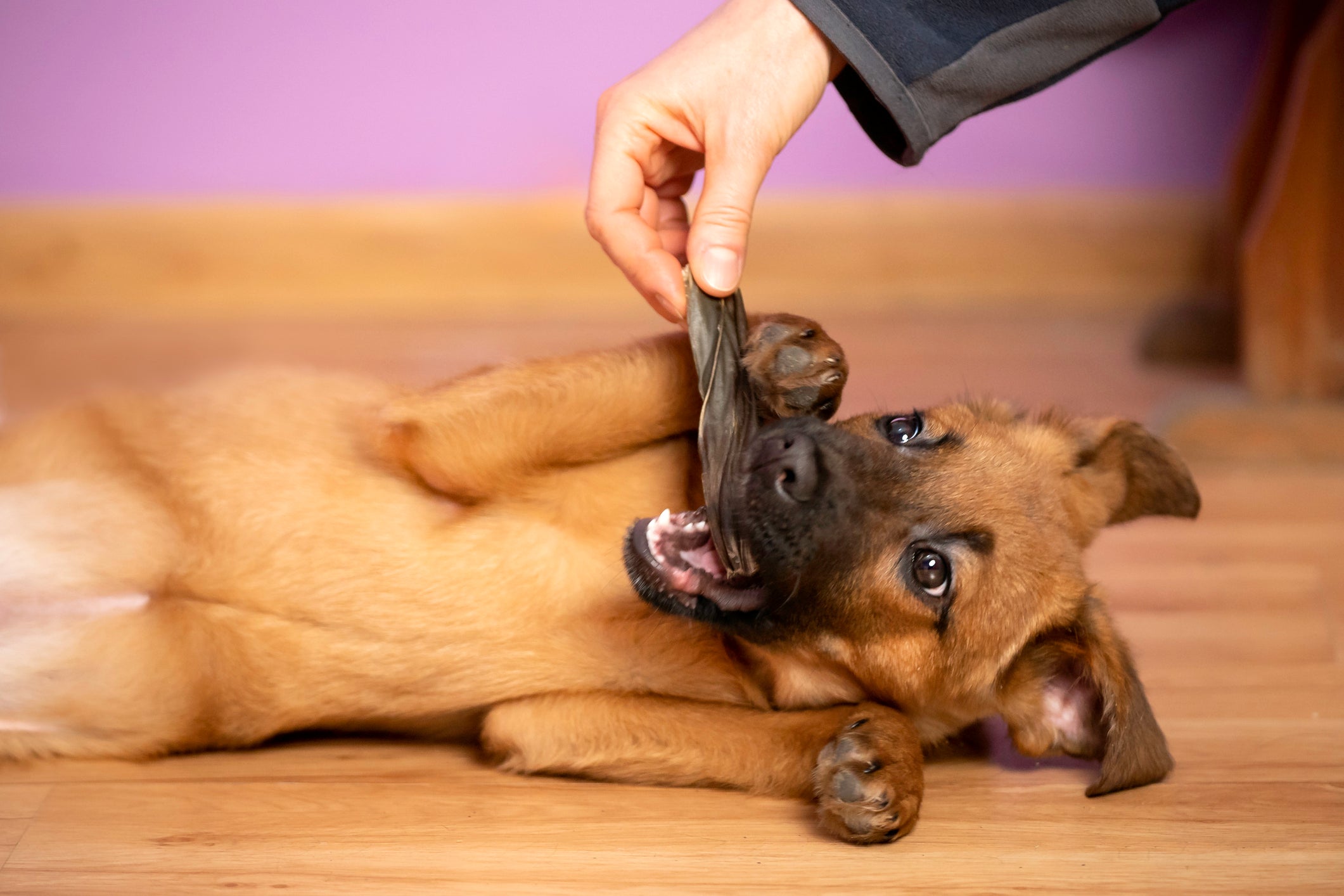 Para amenizar o temperamento de um cachorro bravo, recompense as boas atitudes