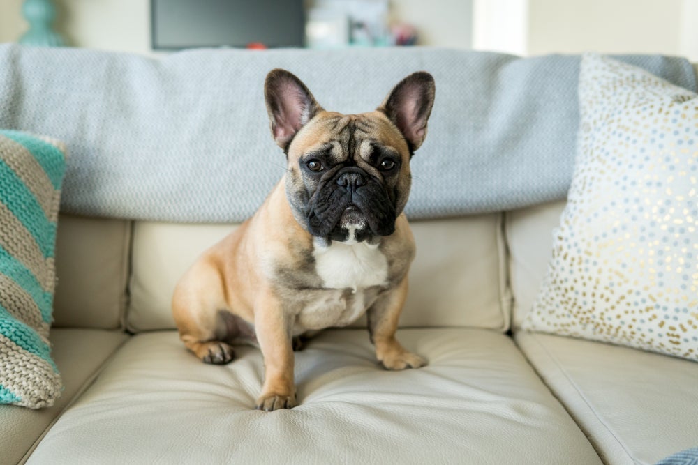 Nomes para Bulldog Francês fêmea: Nala, Zoe e Brida são algumas ideias