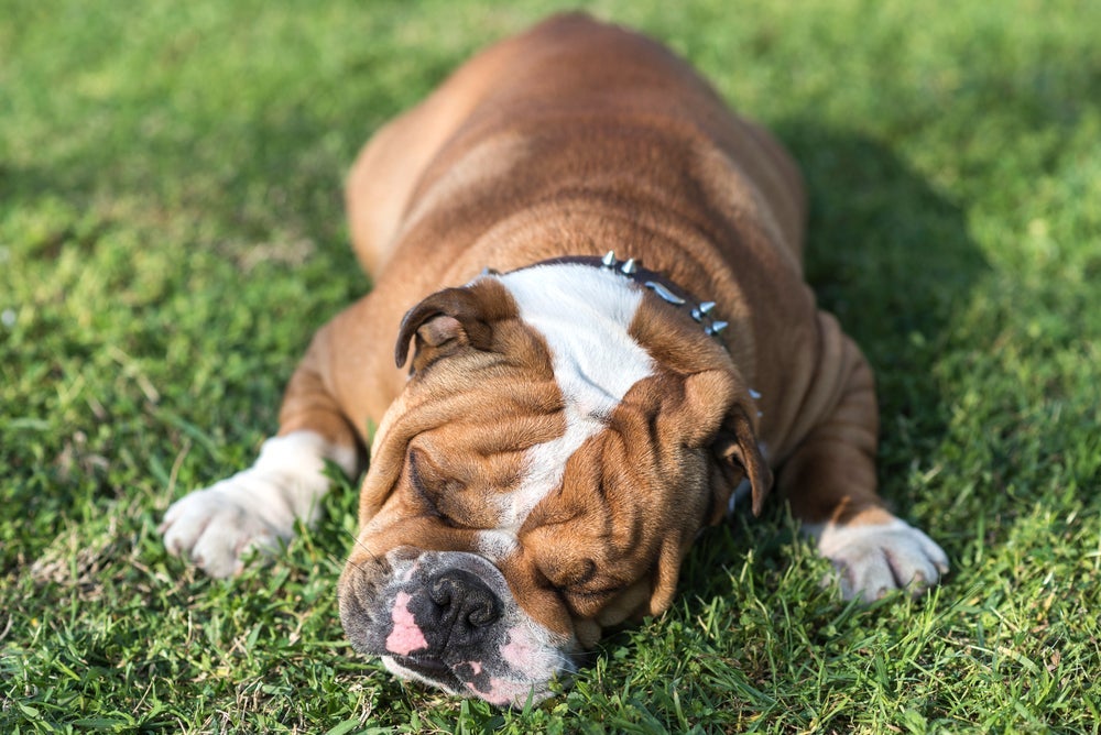 A raça Bulldog Inglês é super dorminhoca