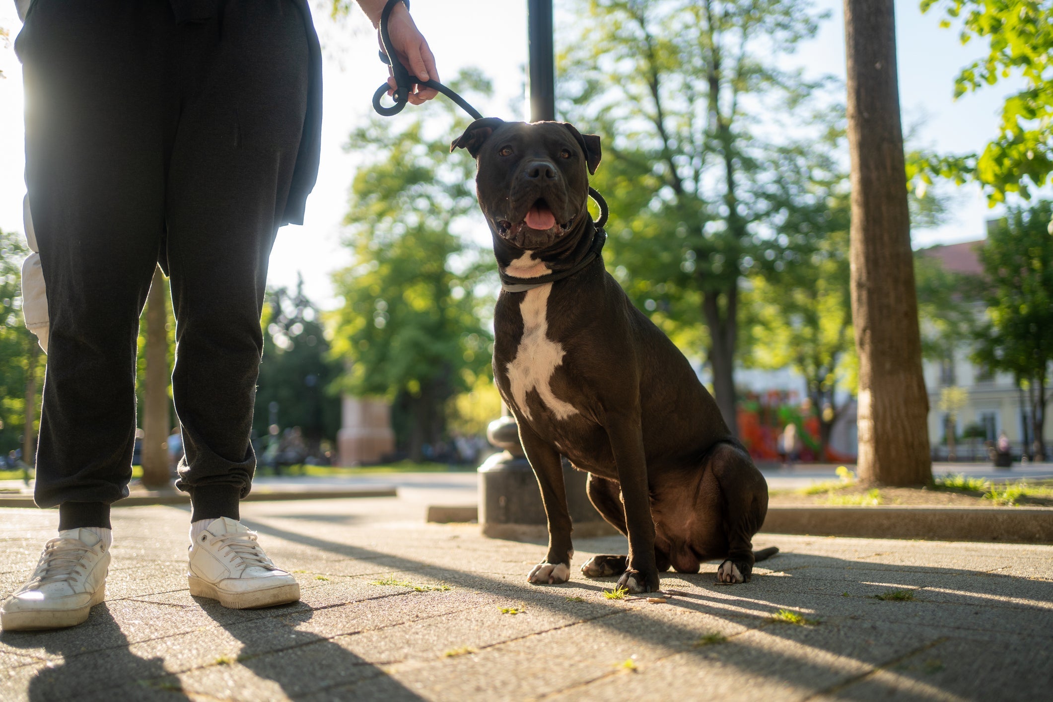 O Pitbull, mesmo com uma personalidade mais forte, é um ótimo amigo de quatro patas