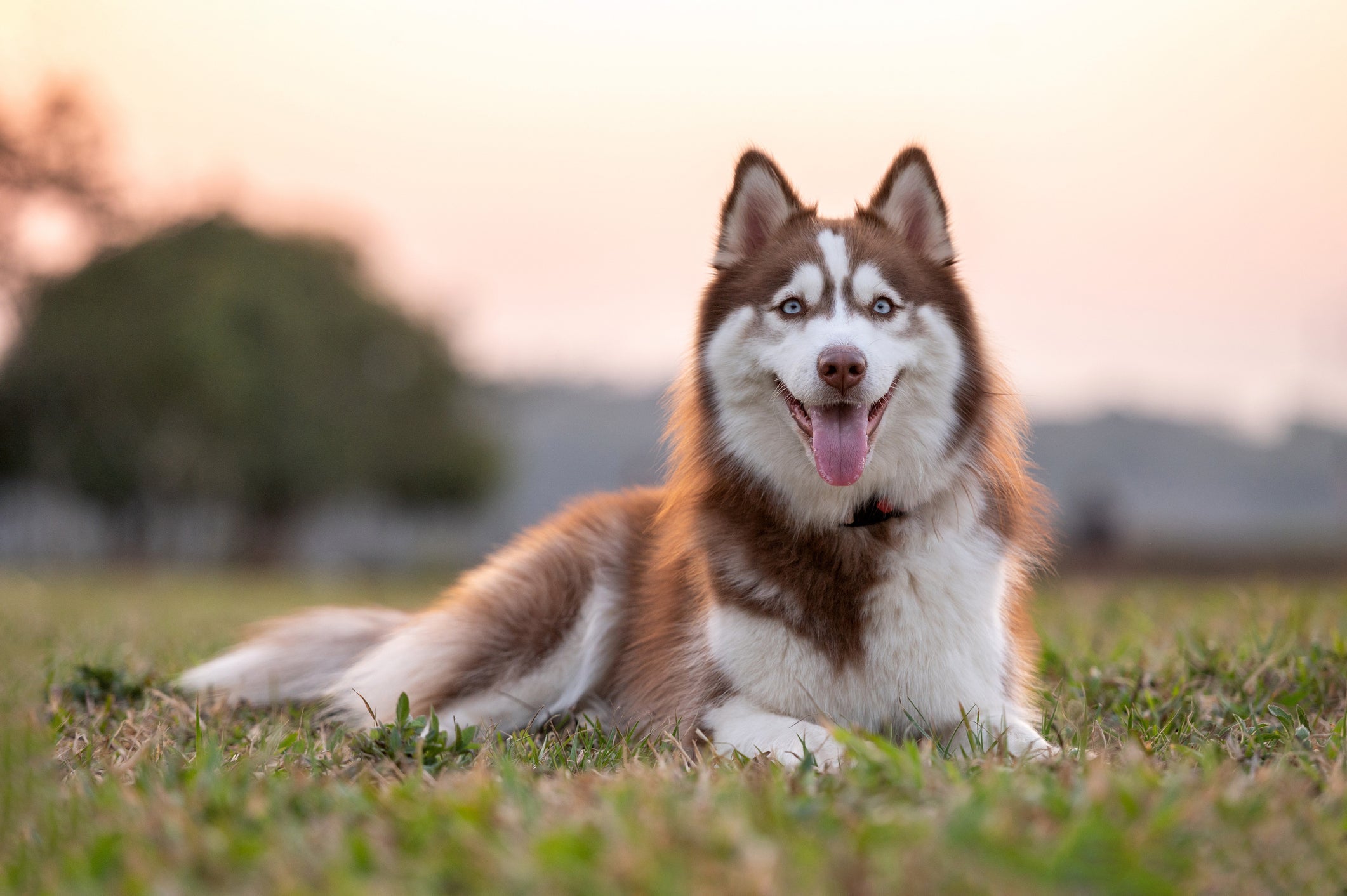 Apesar de teimoso, o Husky Siberiano é um amigo que nunca vai te abandonar