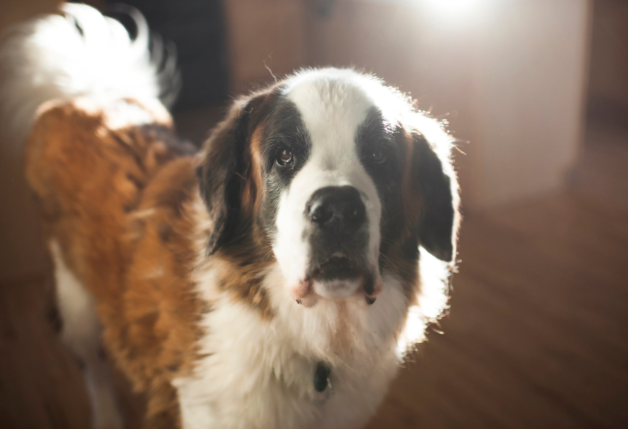 Obediente e alegre, o São Bernardo é o melhor cãozinho para o aquariano