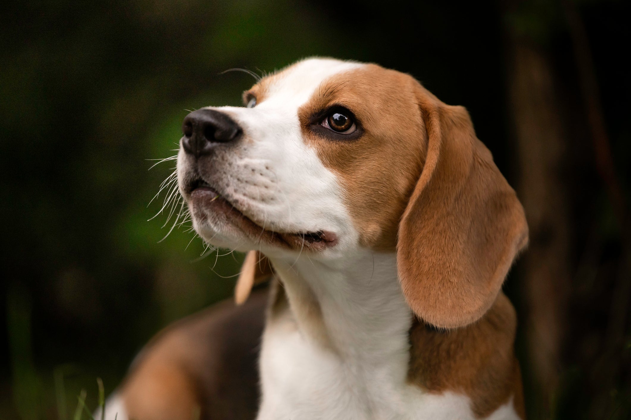 Com um coração enorme, o Beagle é puro amor em forma de cachorro