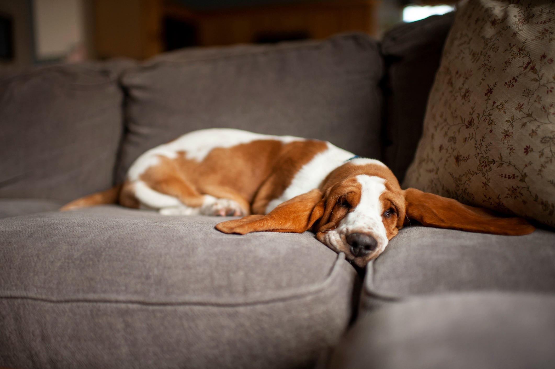O Basset Hound é super carinhoso e uma companhia incrível para os taurinos