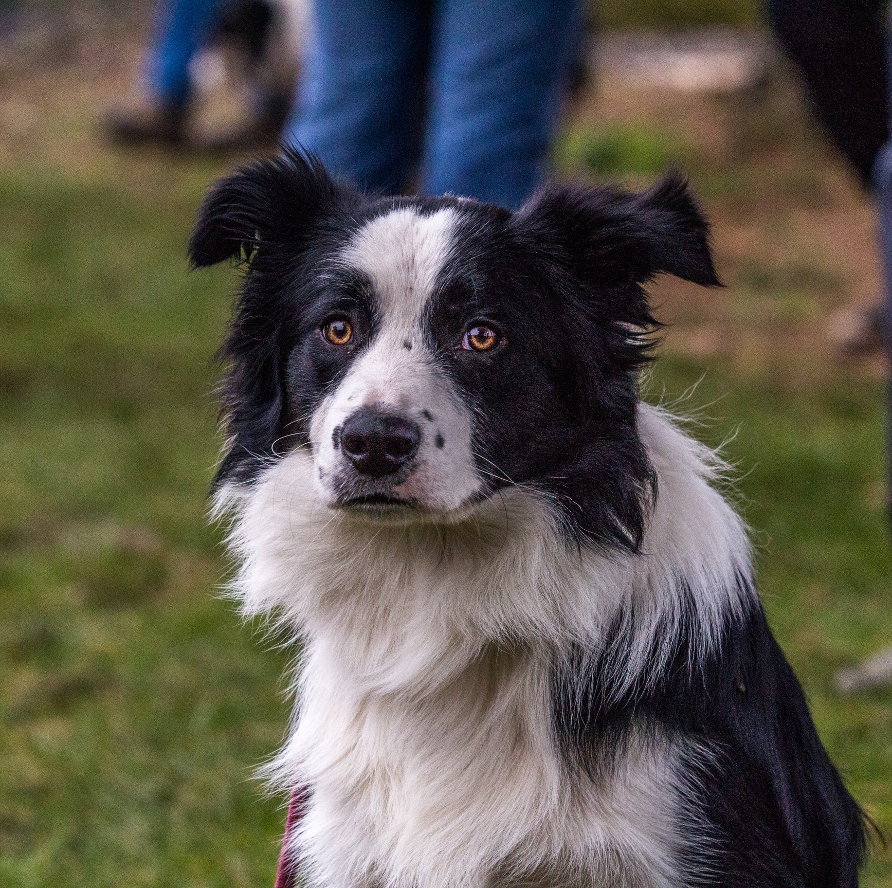 O Border Collie é super ativo e amoroso. É praticamente impossível se entediar com ele por perto!