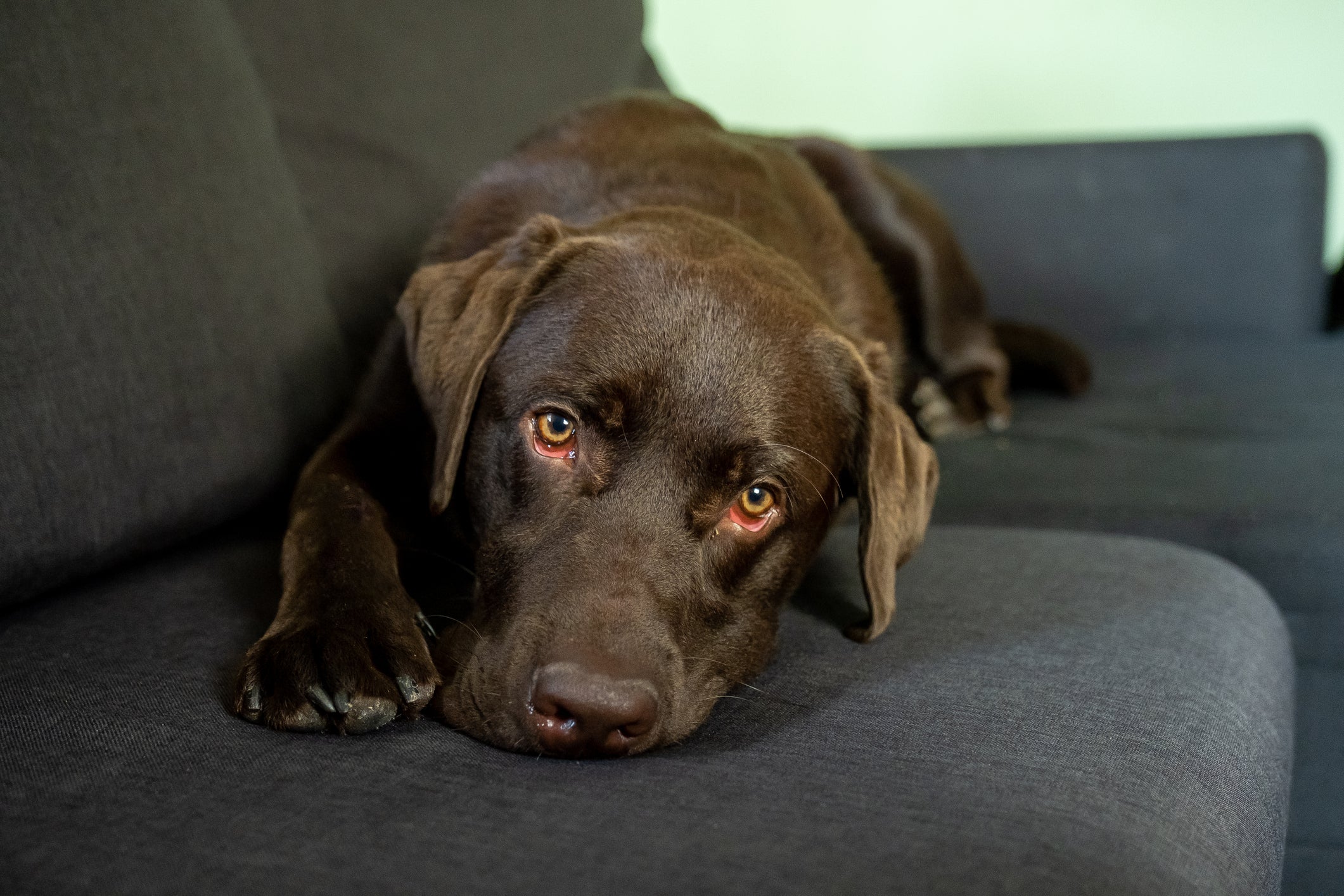 Carinhoso e brincalhão, o Labrador é tudo que faltava na vida de um canceriano