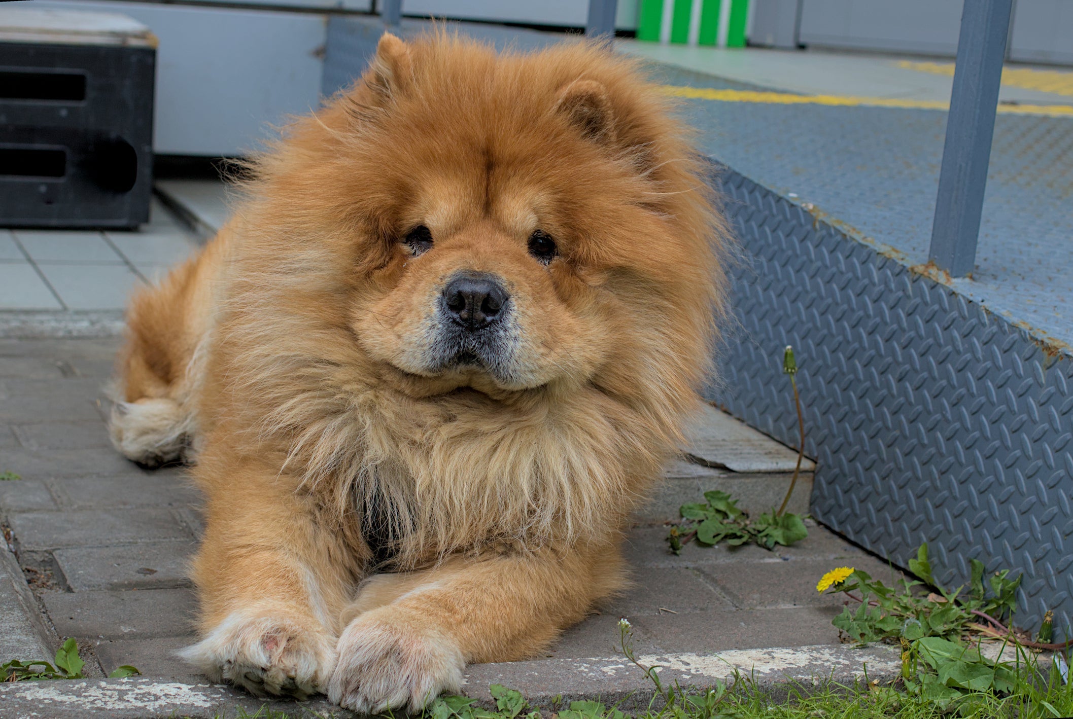 Além da lí­ngua azul, o Chow Chow carrega o caramelo na sua pelagem