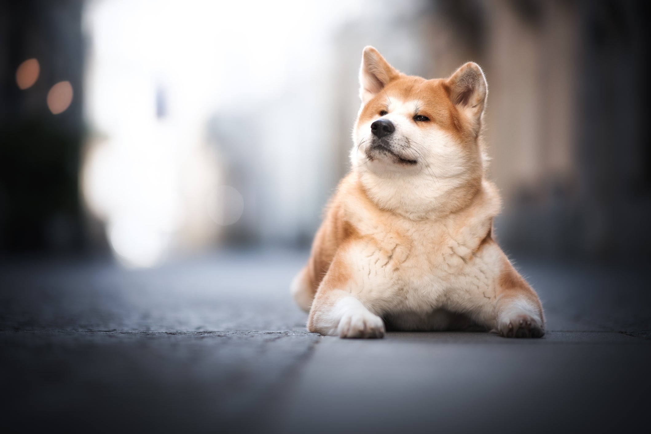 A lealdade do Akita é tanta que ele tem o apelido de cão guardião