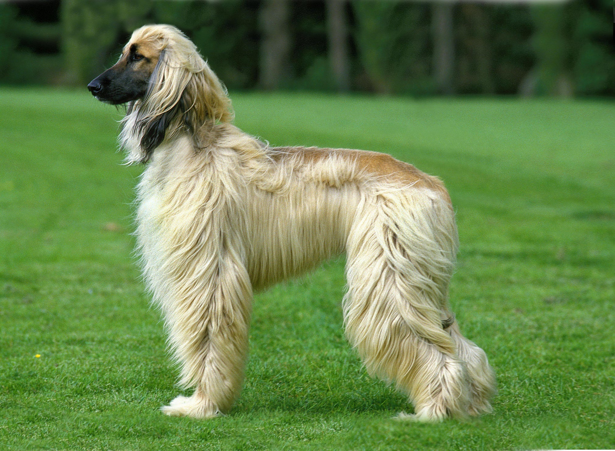 Elegante e com uma postura impecável, o Afghan Hound se dá super bem com os librianos