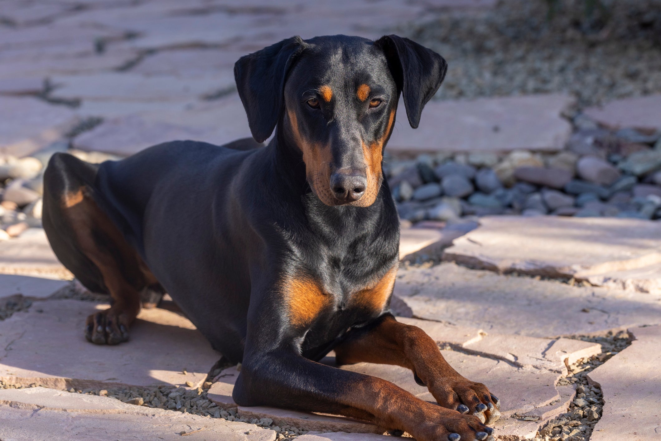 O Doberman é um cachorro grande que não faz o estilo de cachorro desobediente