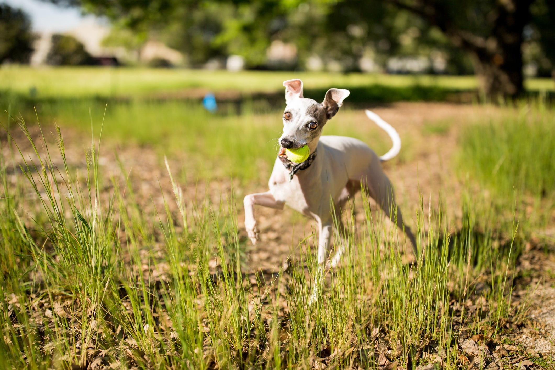 Galgo: cachorro no calor consegue se adaptar a temperatura