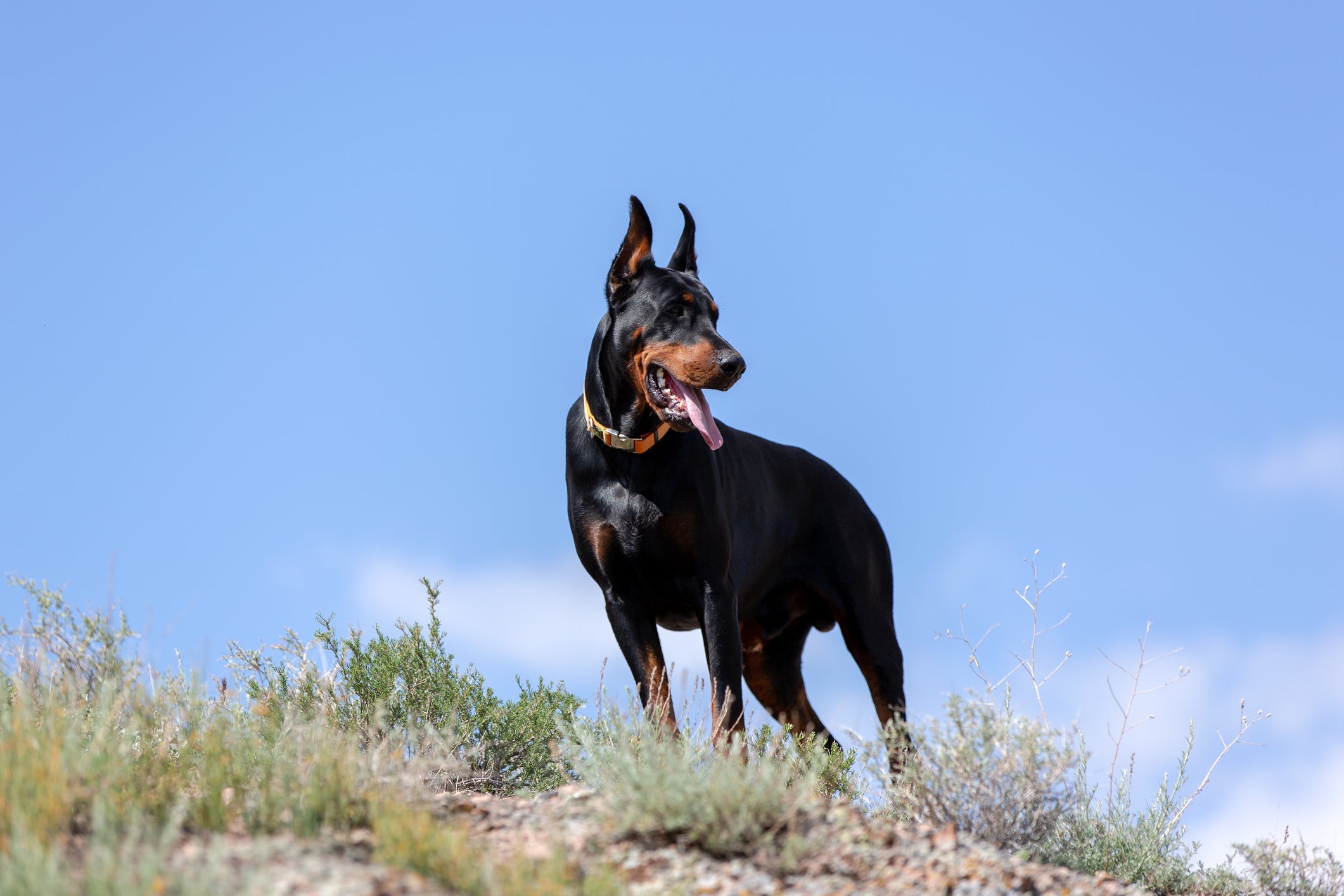 Cachorro no verão: pelo rasteiro e focinho longo do Doberman permite que ele não sinta tanto calor