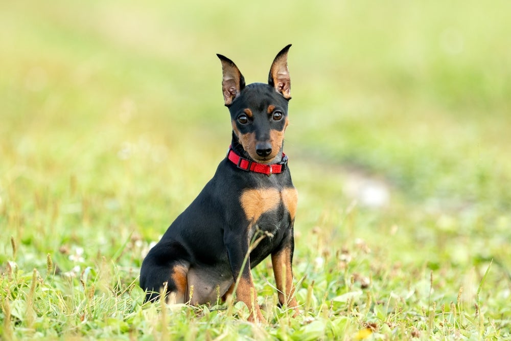 Pinscher: confira se raça de cachorro sente calor