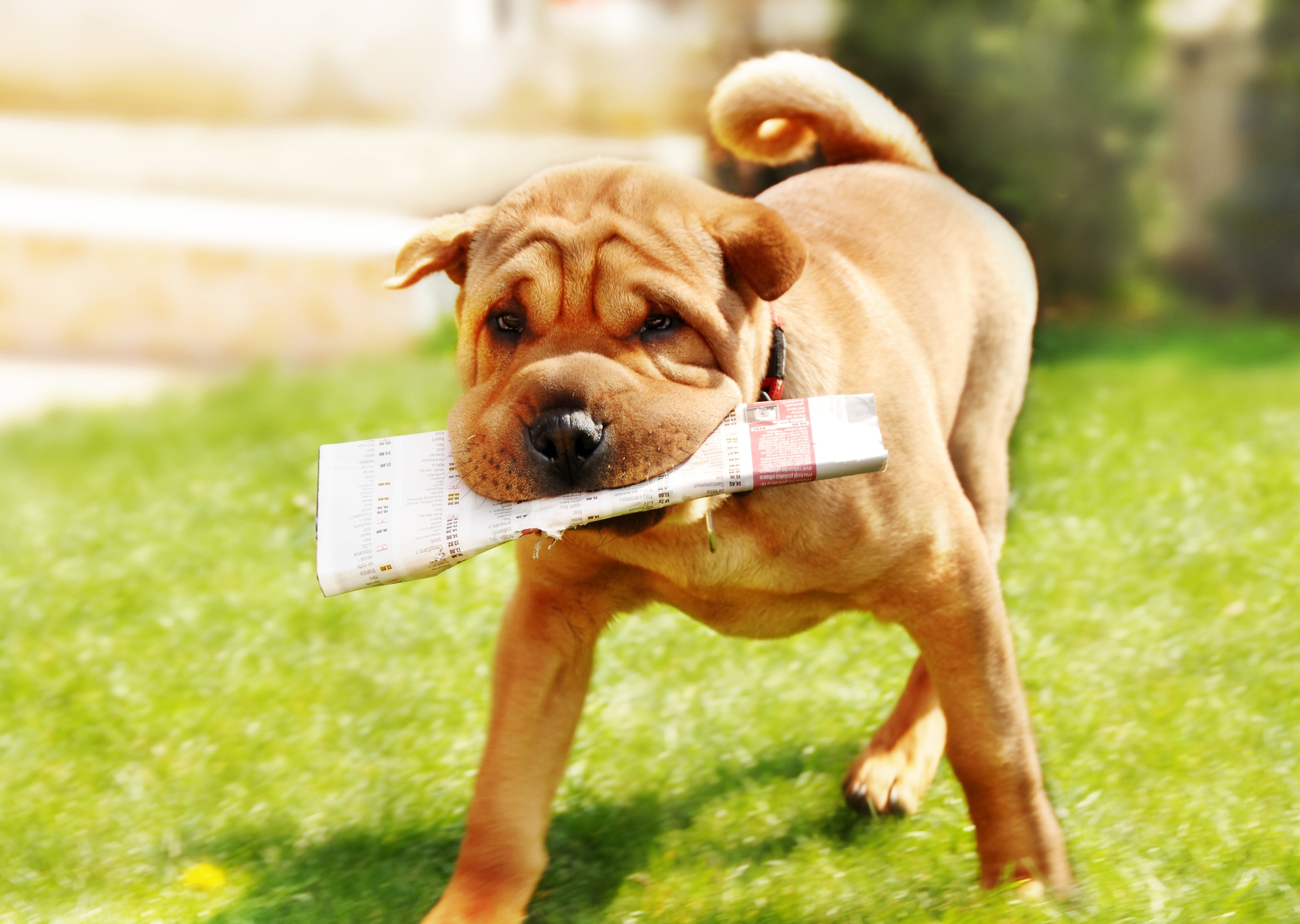 Cachorro no verão: Shar-pei não tem a pelagem densa