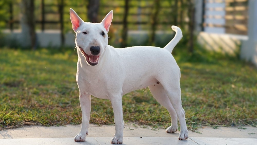 Bull Terrier: cachorro sente calor mas não sofre tanto quanto outras raças devido a pelagem curta