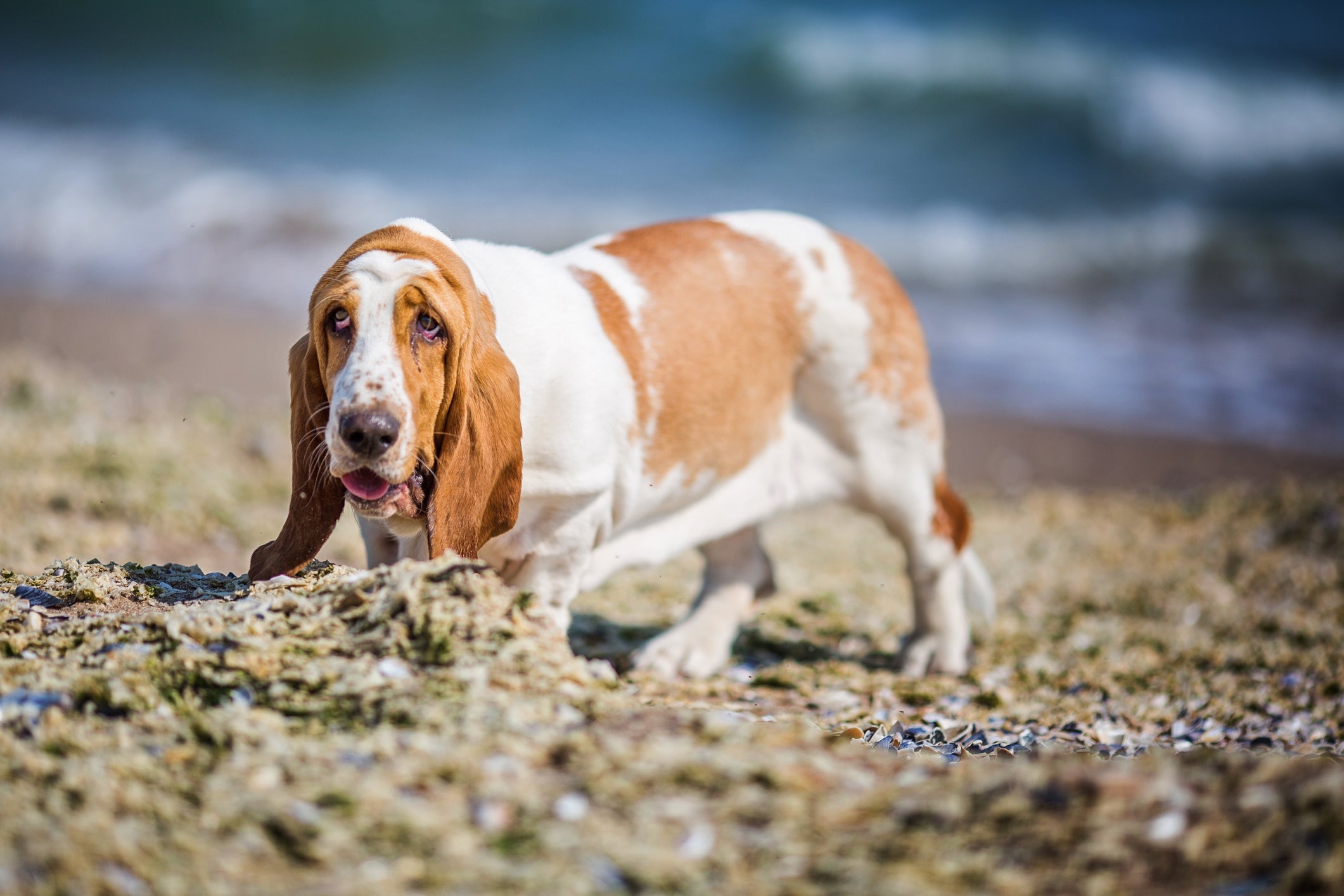 Cachorro com calor: Basset Hound não sofre tanto com a temperatura do verão