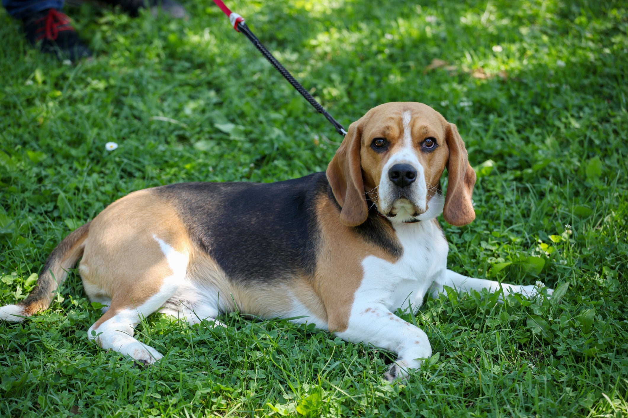 Temperatura do cachorro Beagle no verão não sofre muitas alterações