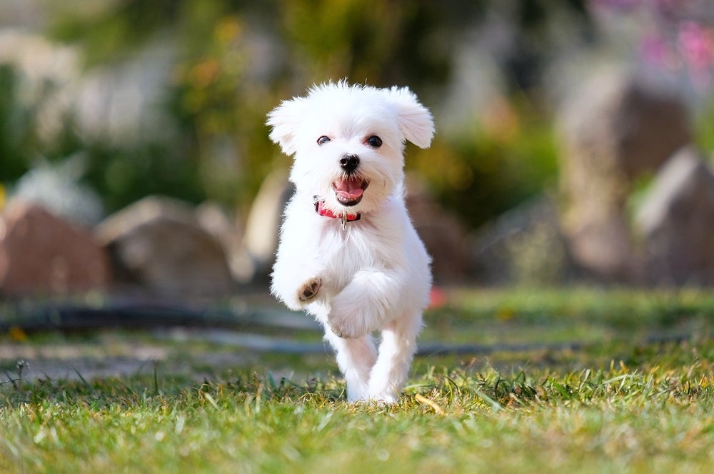 Cachorro no verão: Maltês tem uma pelagem leve e fina 