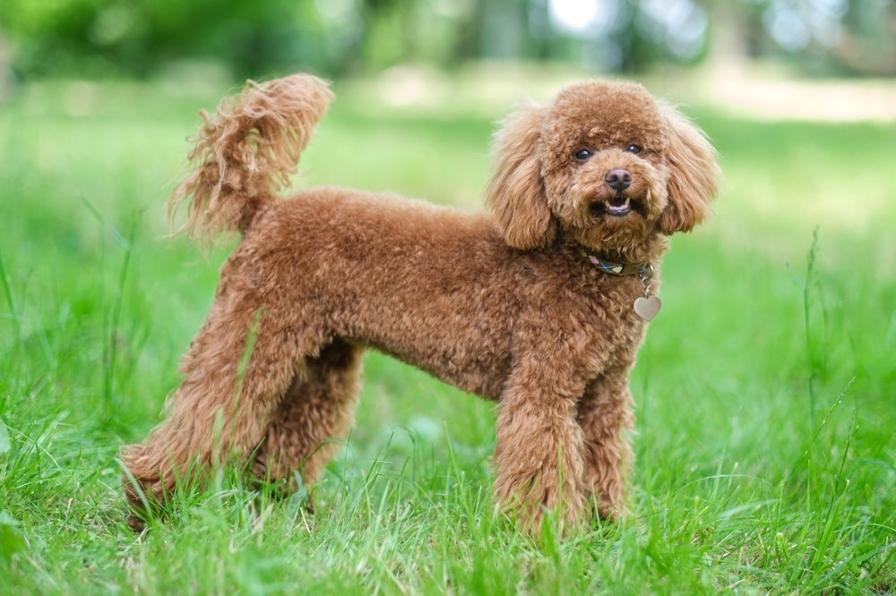 Cachorro no verão: pelo de Poodle é uma vantagem no calor