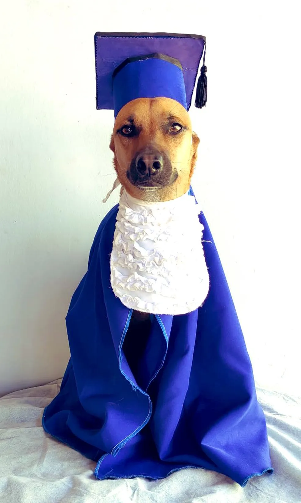Uma creche para cães reprovou o cachorrinho Bob Fernandes e a história viralizou