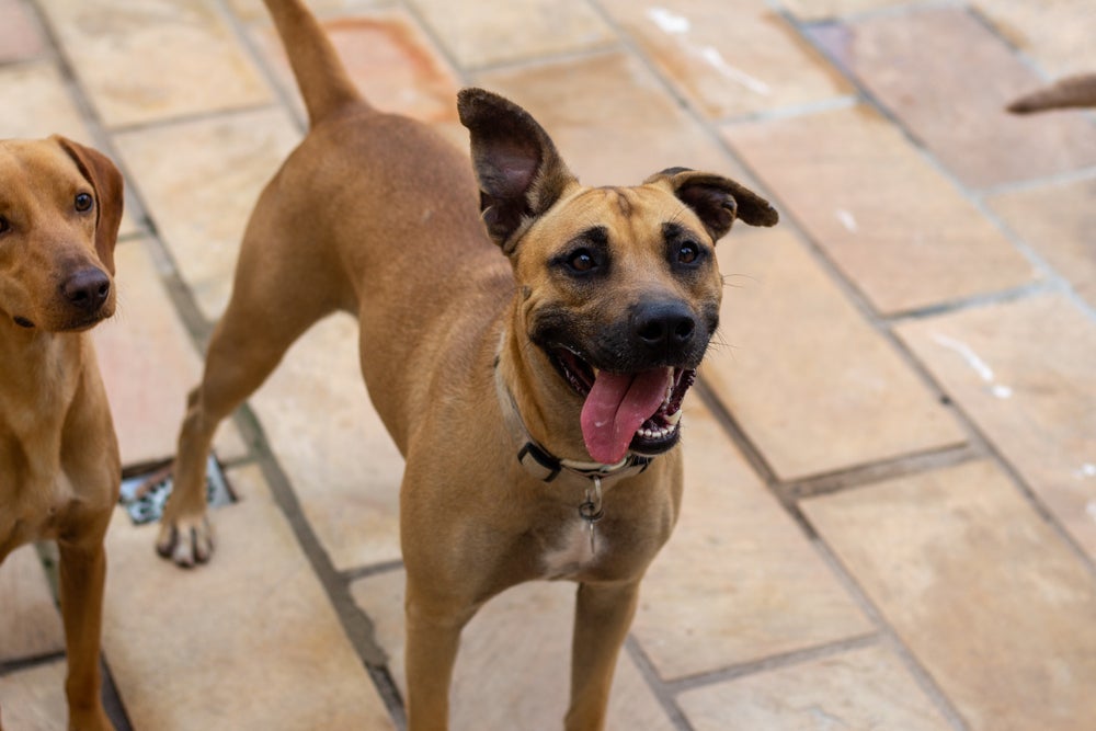 Nomes coreanos para cachorro também combinam com o vira-lata caramelo brasileiro!