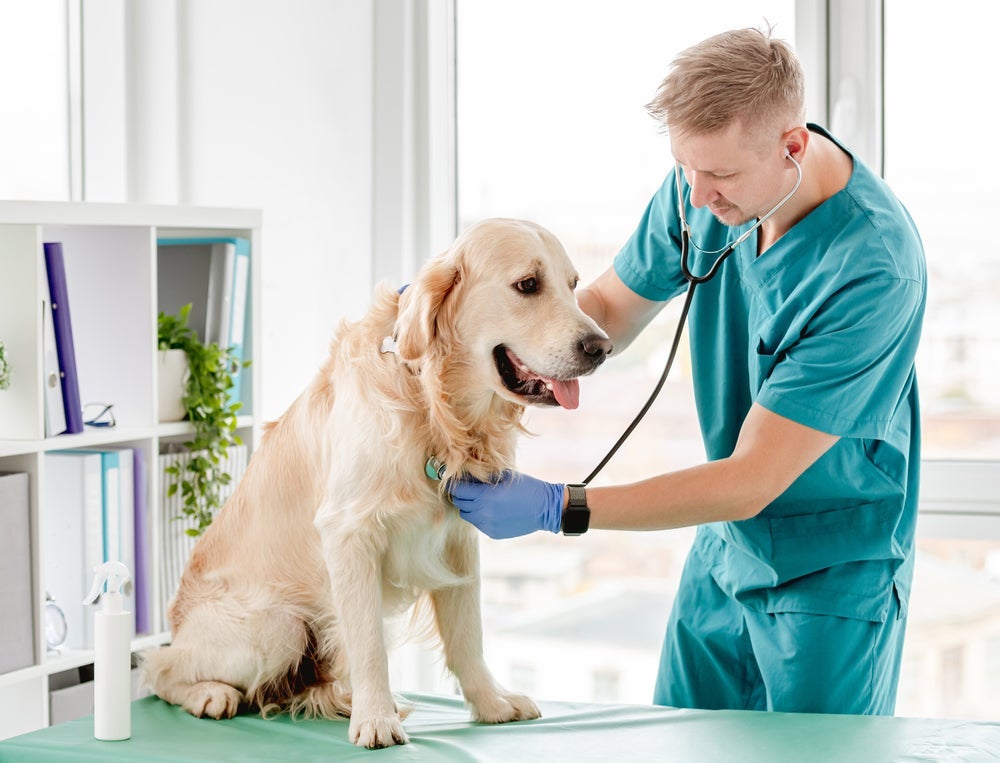 A expectativa de quanto tempo vive um cachorro cardíaco pode variar