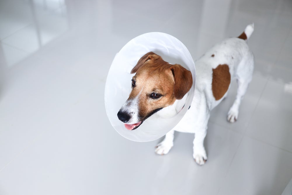 O cachorro castrado diminui comportamentos territorialistas e pode até ficar mais calmo