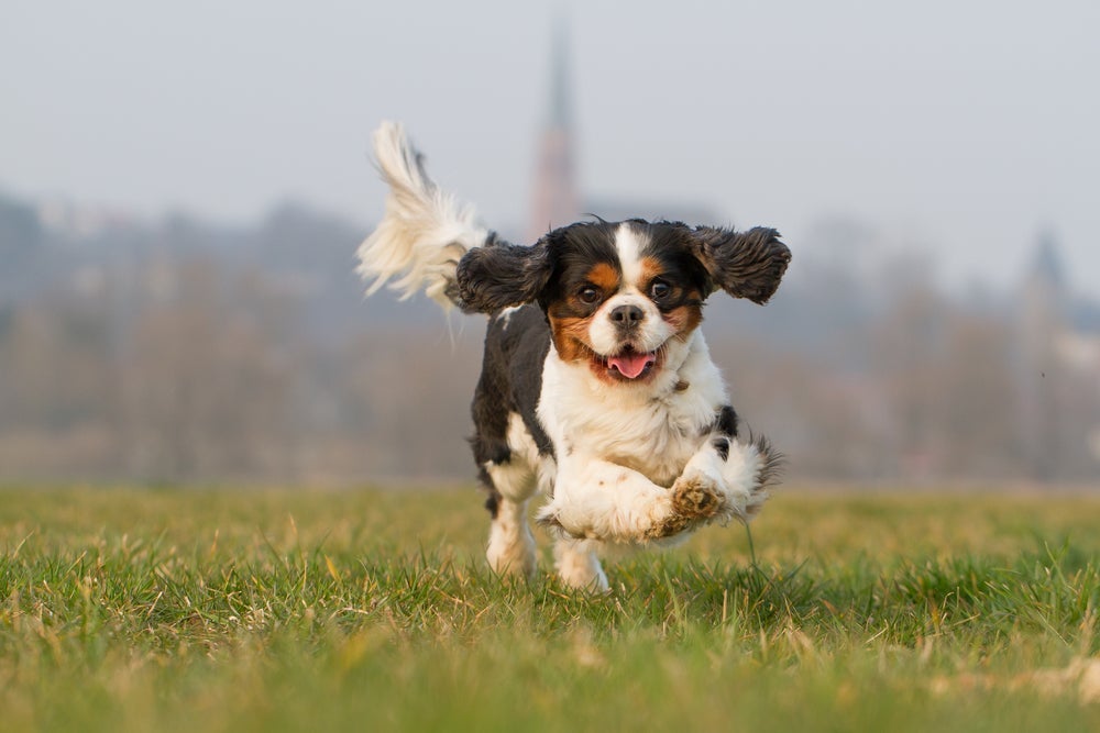 As maiores características do Cavalier King Charles Spaniel são doçura e sociabilidade