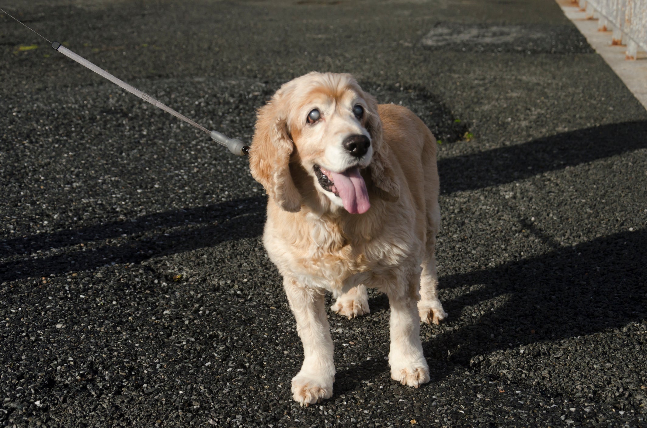 O cachorro cego precisa de uma guia curta e uma coleira especial para passear