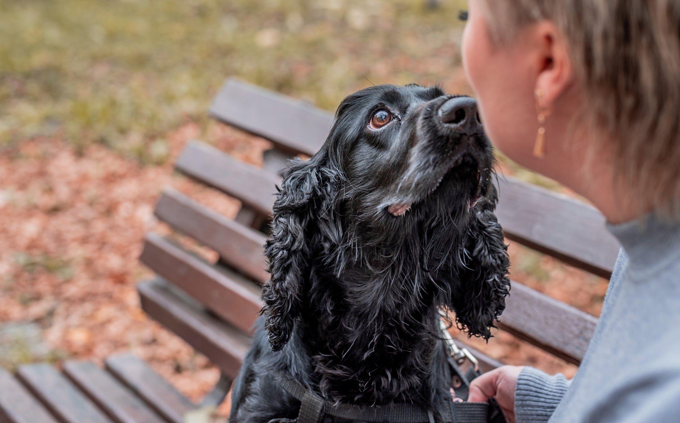 Os cachorros conseguem identificar alterações no corpo humano associadas a diversas doenças