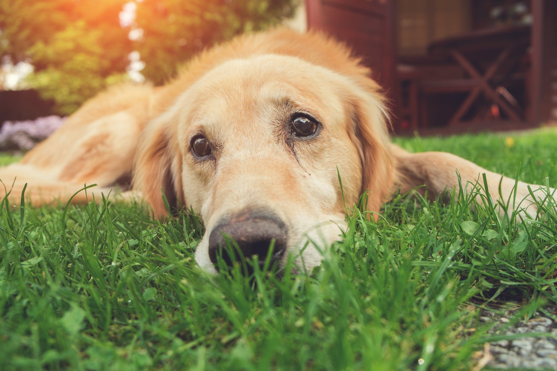 O cachorro chorando não tem lágrimas como os humanos