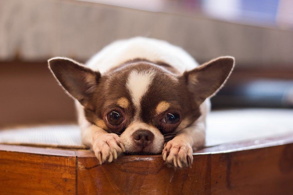 O som de cachorro chorando é típico de cães que sofrem com ansiedade de separação