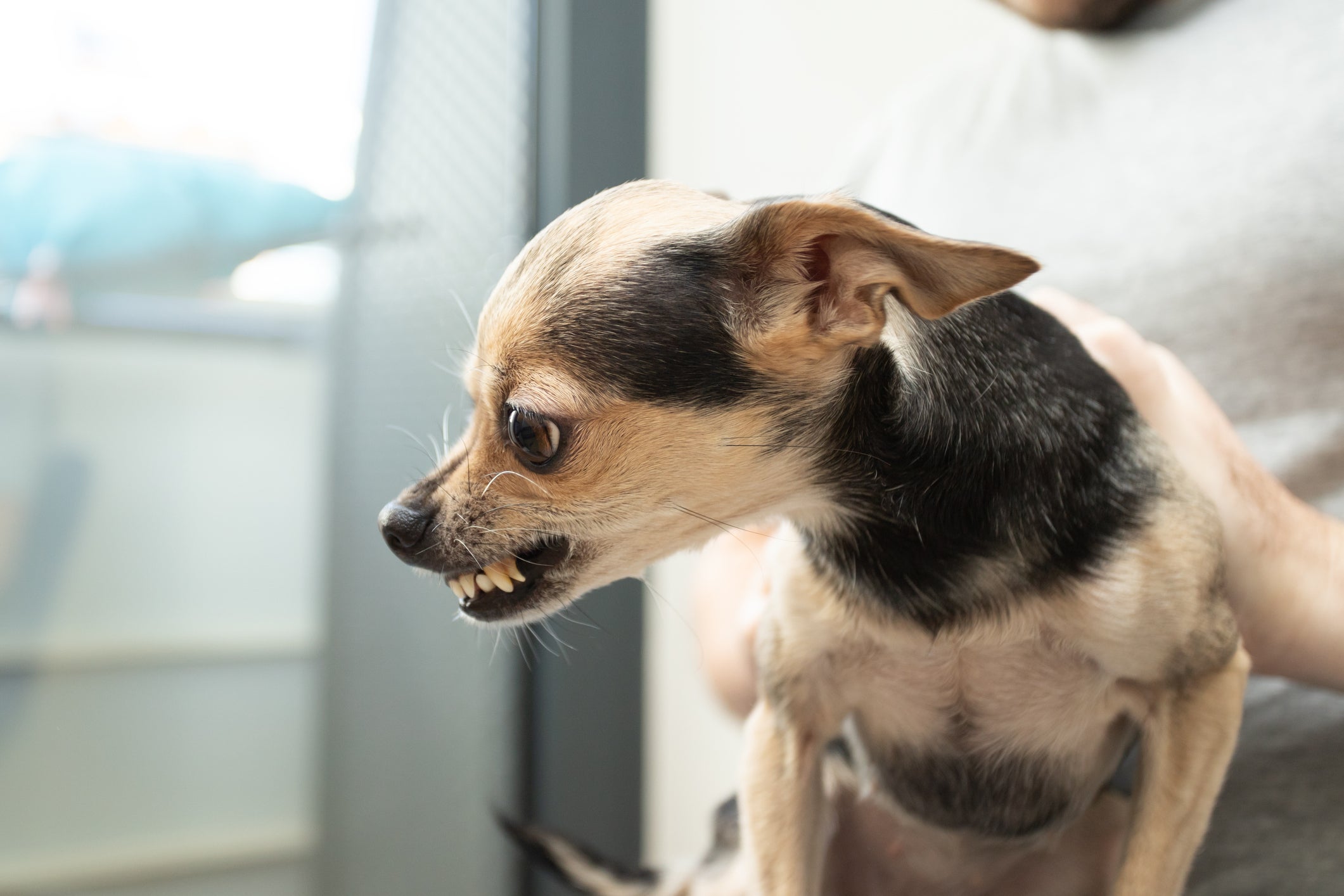 Quando está bravo, o Chihuahua não economiza nos rosnados e latidos 