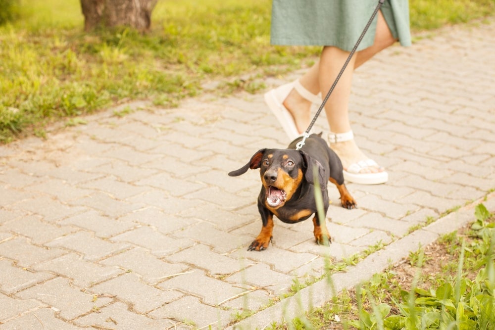 Os latidos são uma das características mais marcantes do Dachshund  