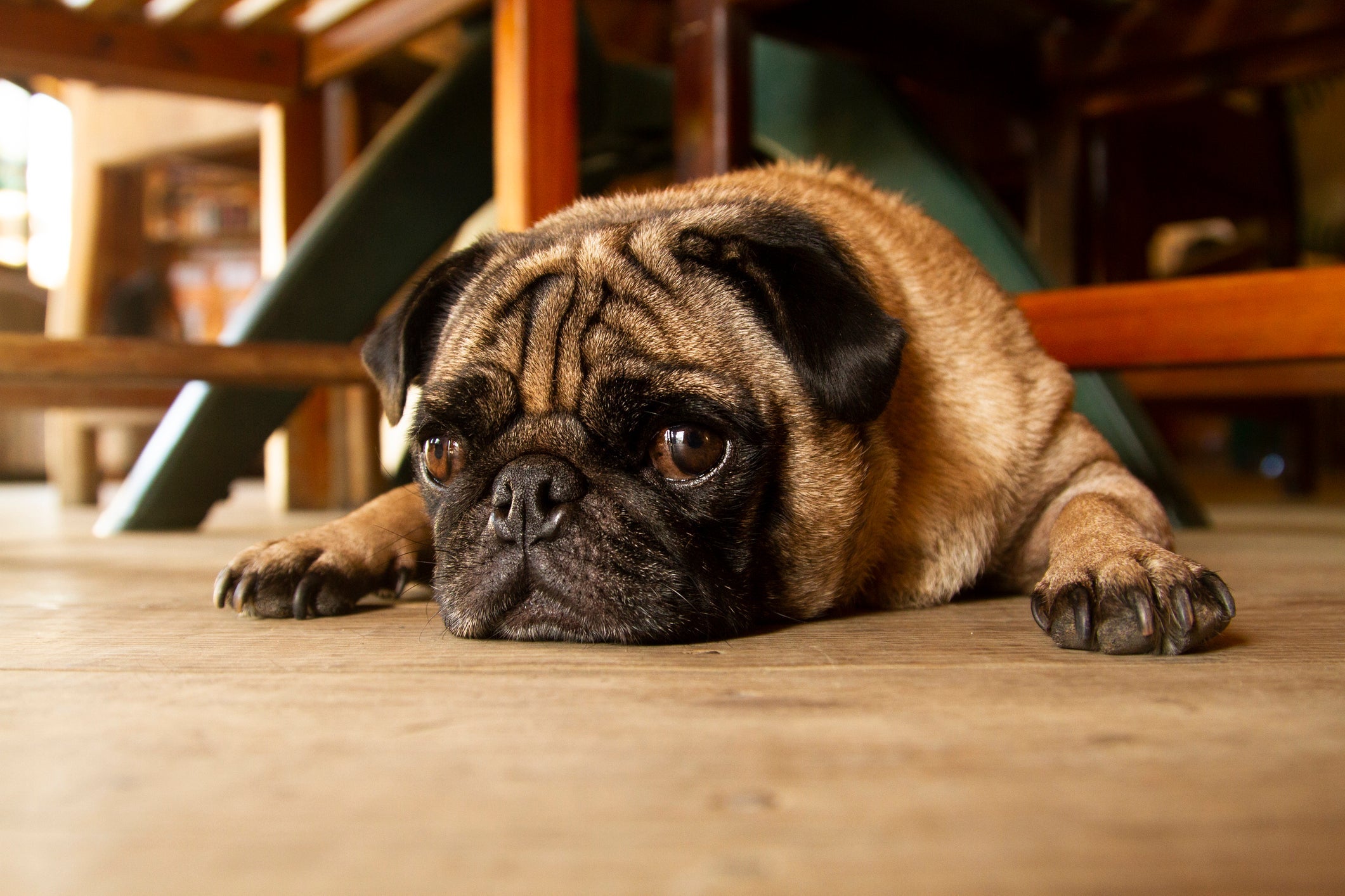 Para chamar atenção do tutor, o Pug pode choramingar e fazer xixi no lugar errado