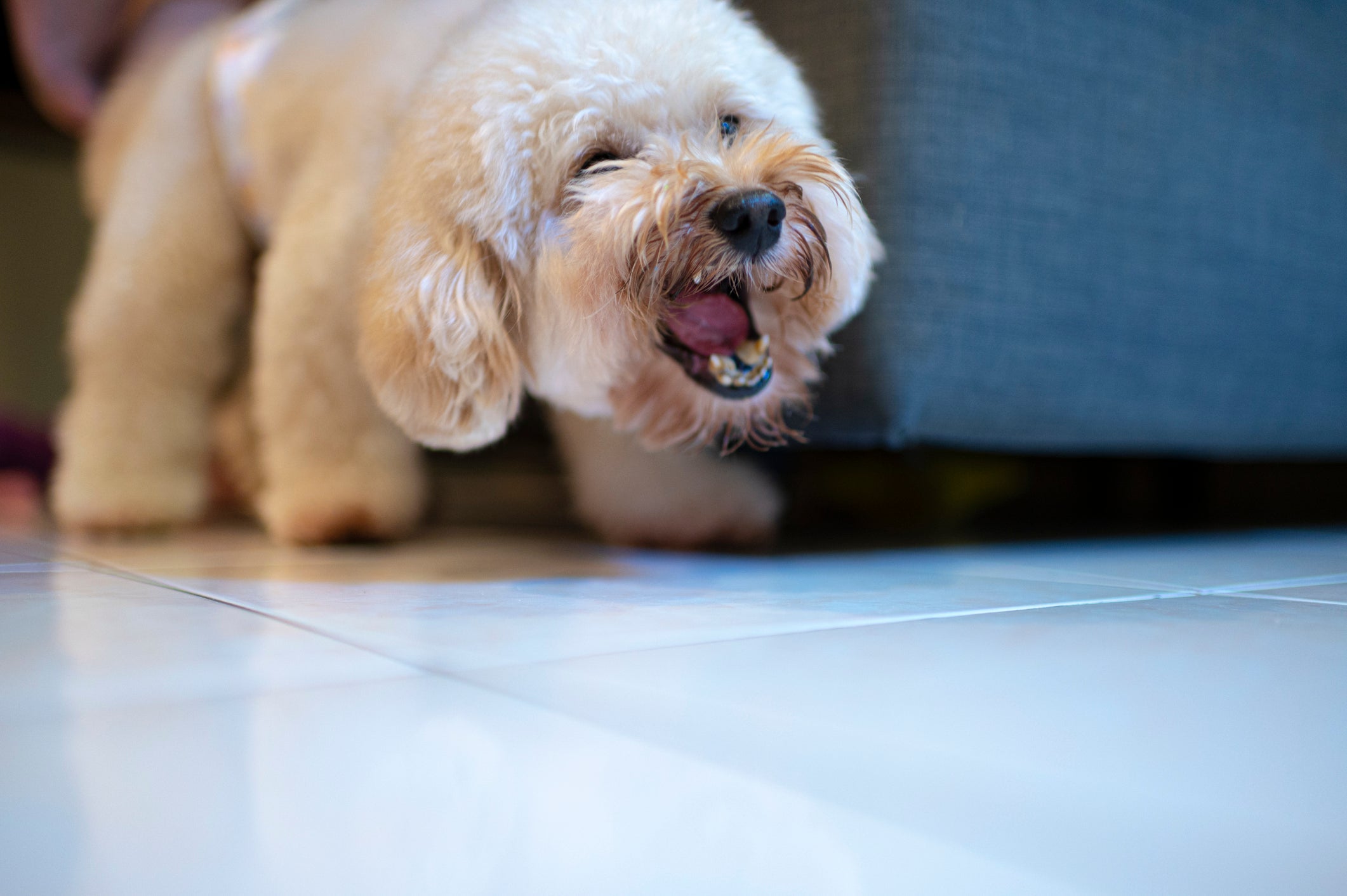 O Poodle tende a latir ao se sentir incomodado com algo