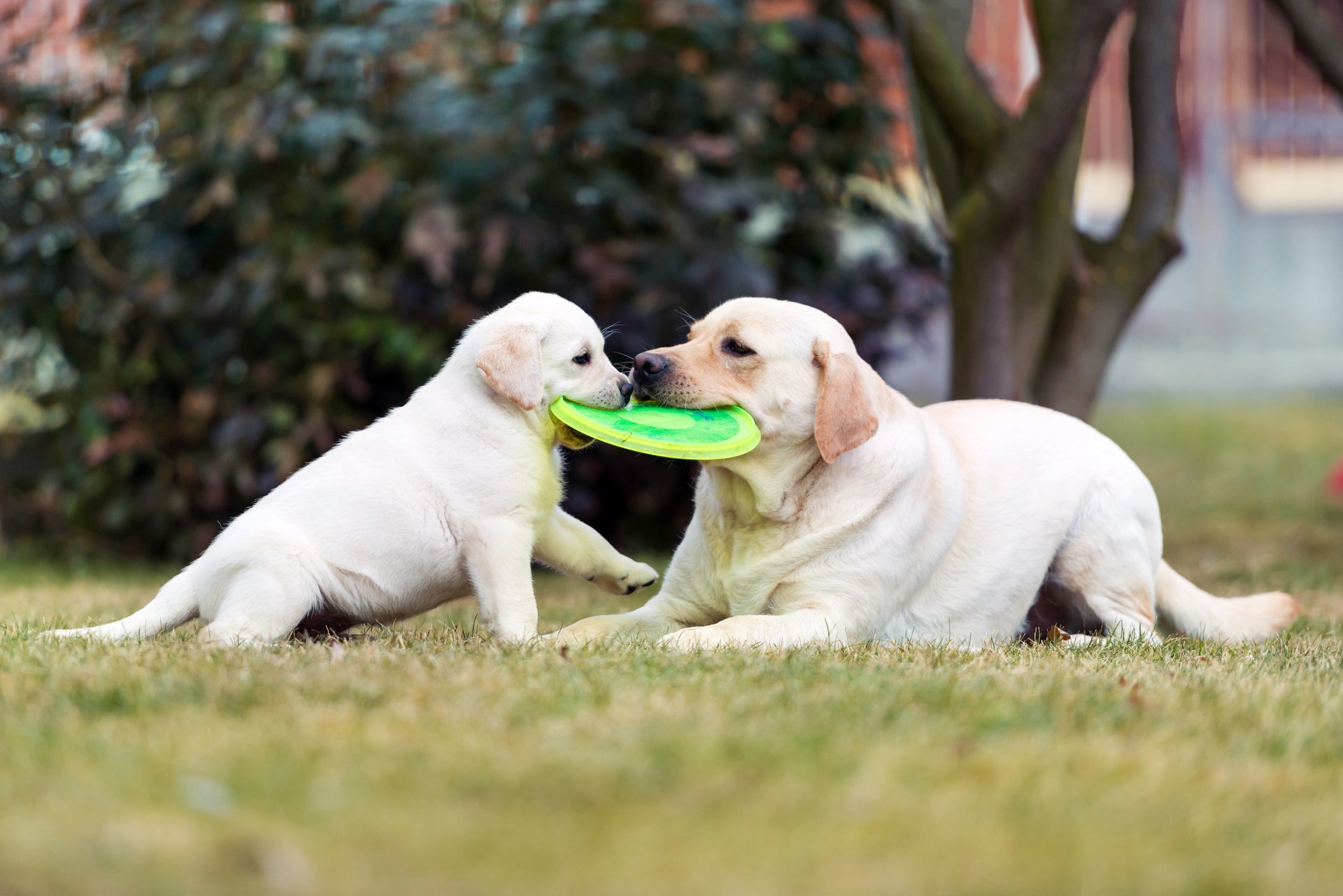 Cachorro com ciúmes: um brinquedo compartilhado com outro animal pode desencadear esse sentimento