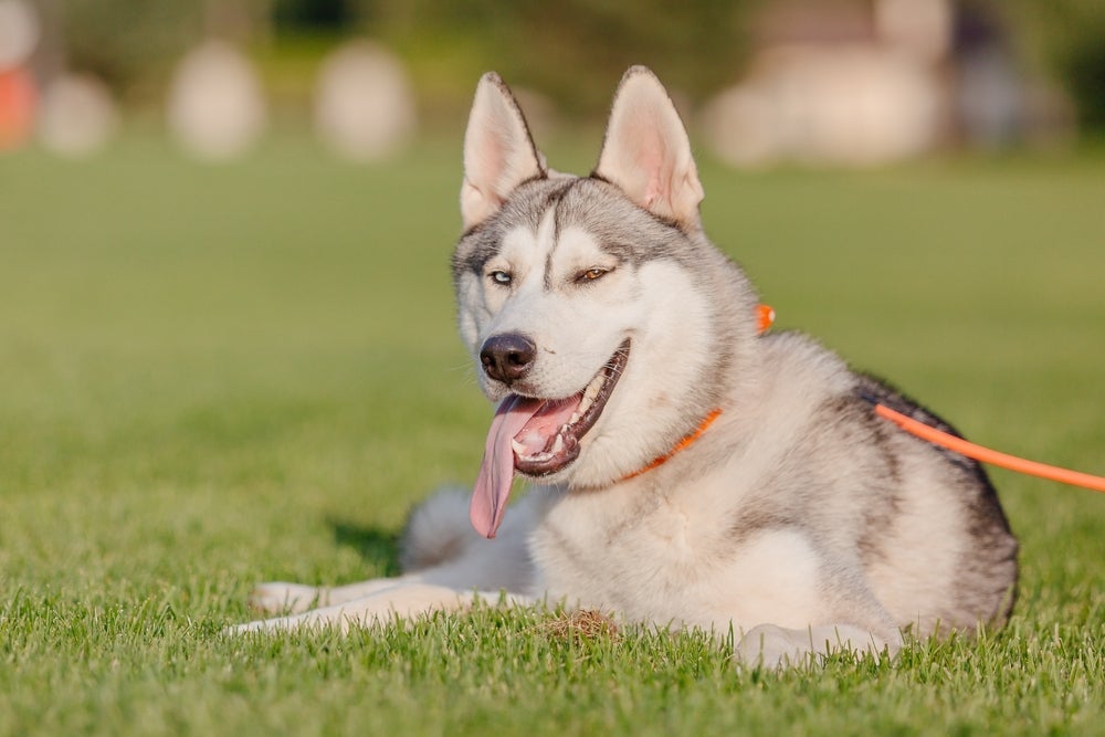 Cachorro com calor: o Husky Siberiano não aguenta altas temperaturas