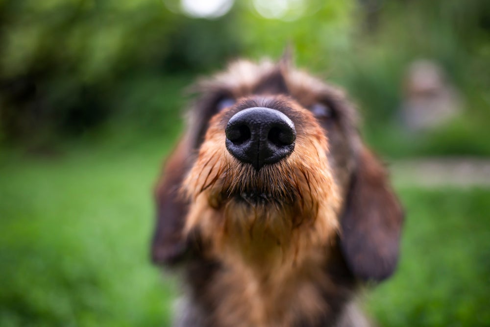 Cachorro coçando o focinho pode indicar alergias e vir acompanhado de outros sintomas