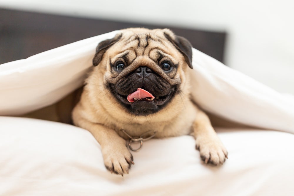 Um cachorro com dificuldade de respirar pode apresentar outros sinais, como apatia, cansaço, tremores e salivação.