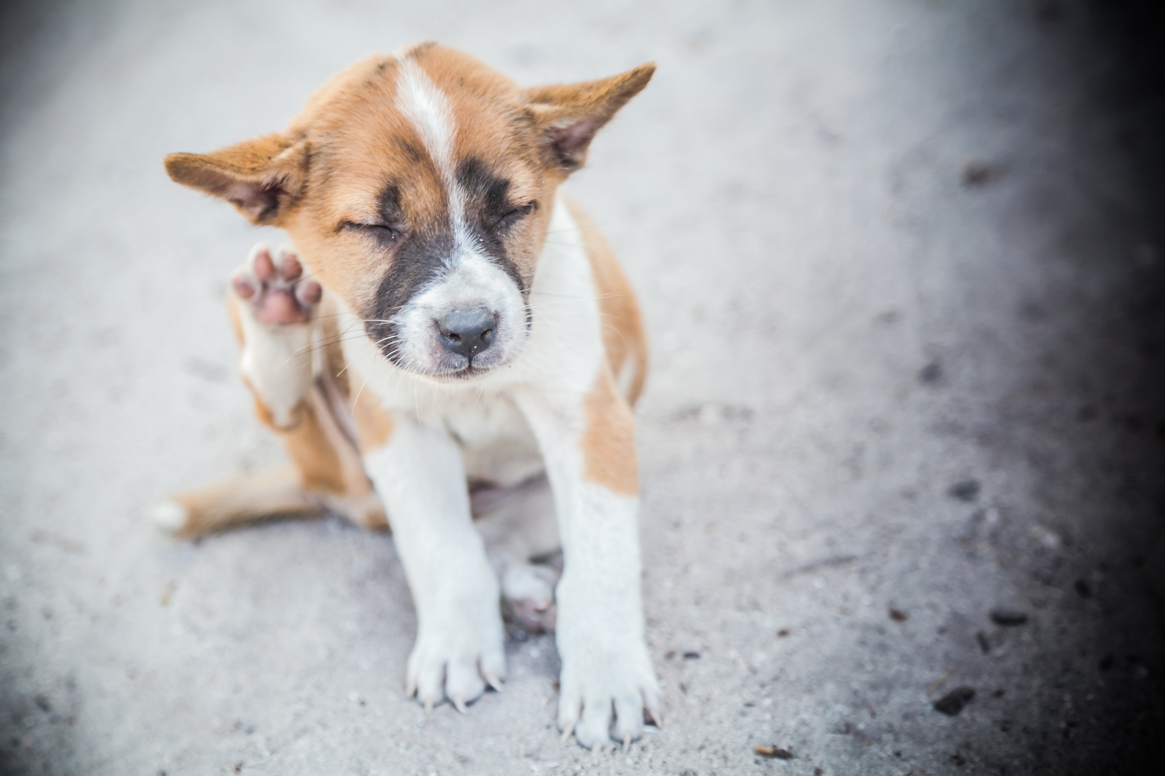Um cachorro com alergia tende a se coçar ou lamber a região afetada em excesso