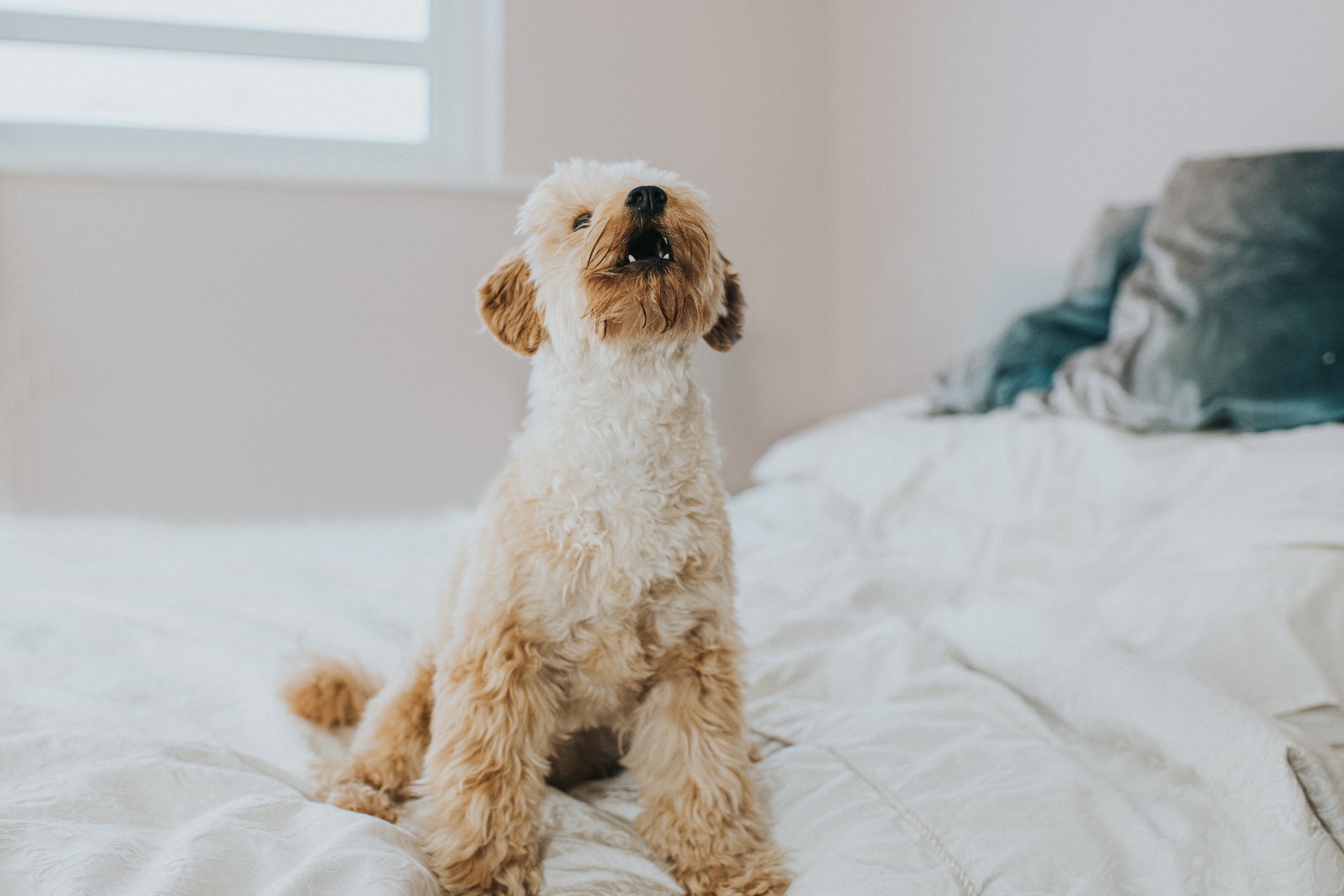 Um dos sintomas de ansiedade em cachorro é a vocalização excessiva