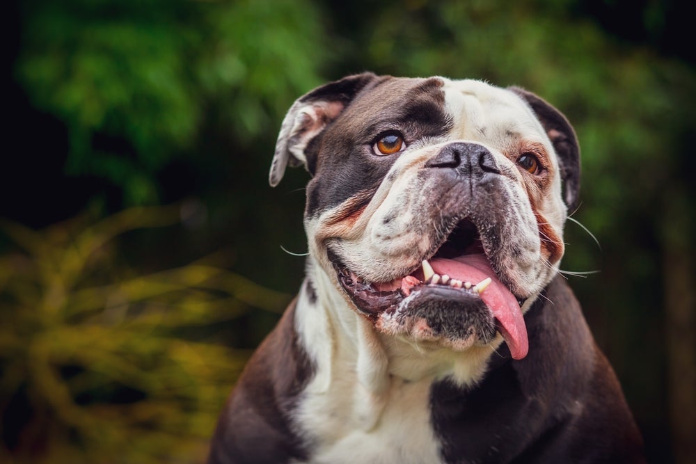 Cachorro com calor: o Bulldog é um cão com fucinho achatado que deve ficar bem longe do sol