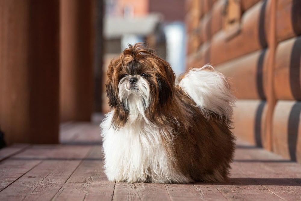 Cachorro com calor: o Shih Tzu pode ser tosado com maior frequência no verão
