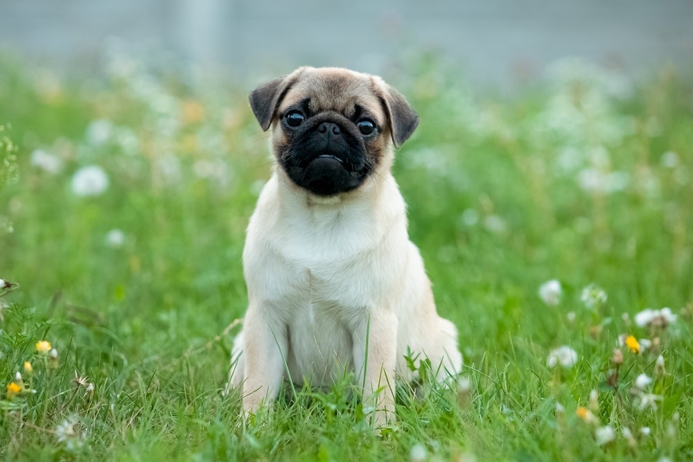 Cachorro com calor: o Pug é um cão braquicefálico que não pode ficar exposto ao sol