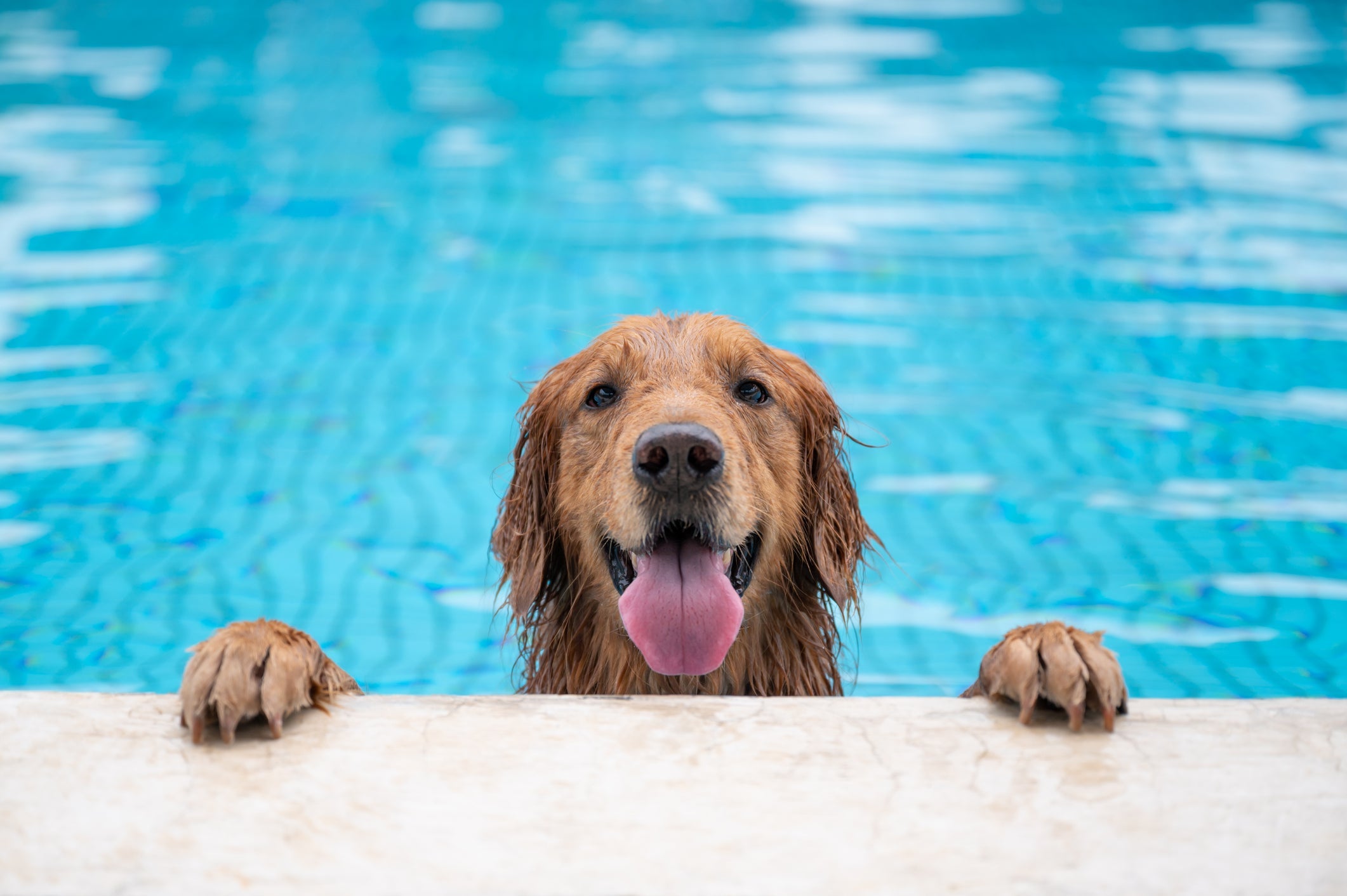 Cachorro com calor: o Golden Retriever adora brincar na piscina no verão