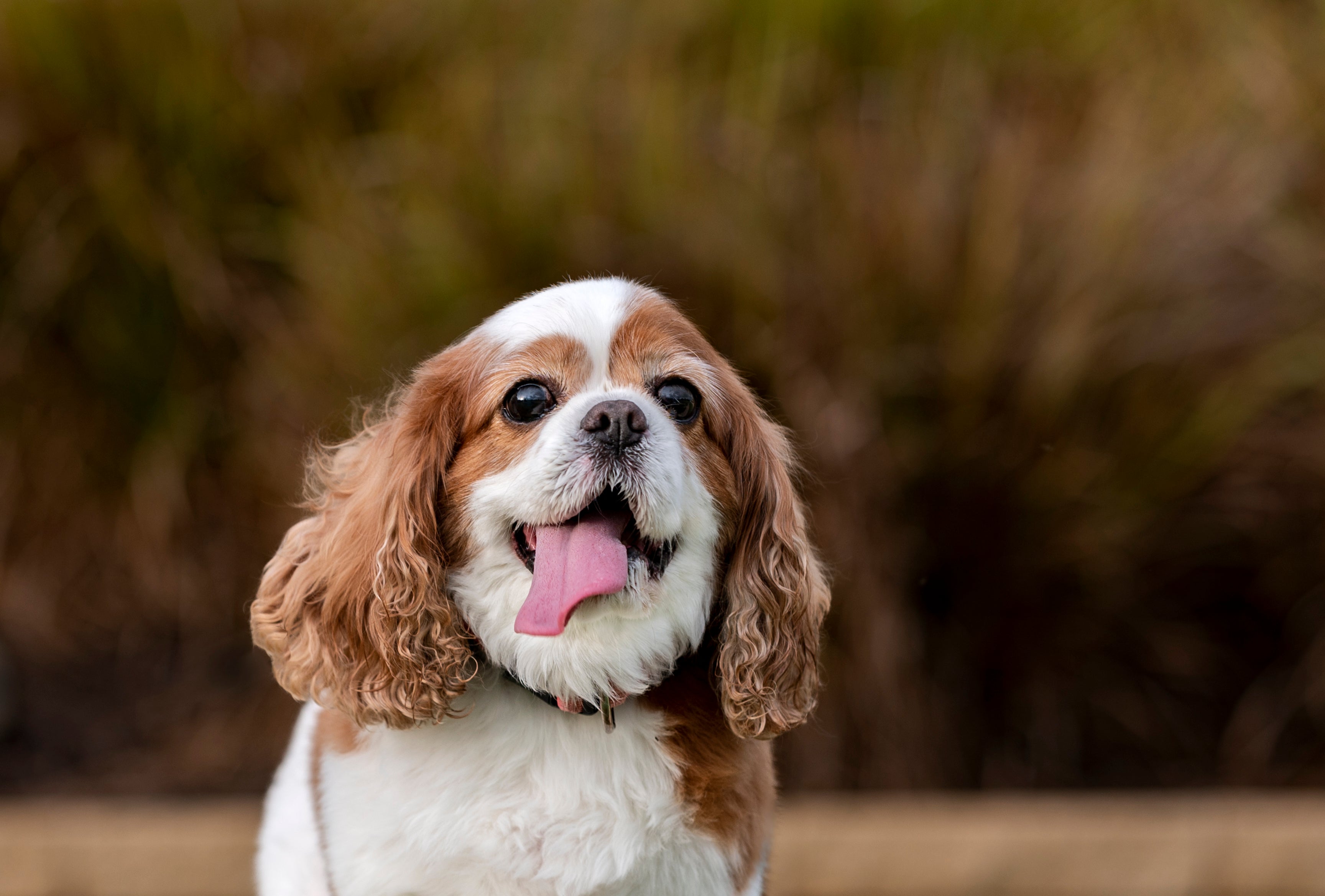 Cachorro no verão deve se proteger do sol em lugares frescos