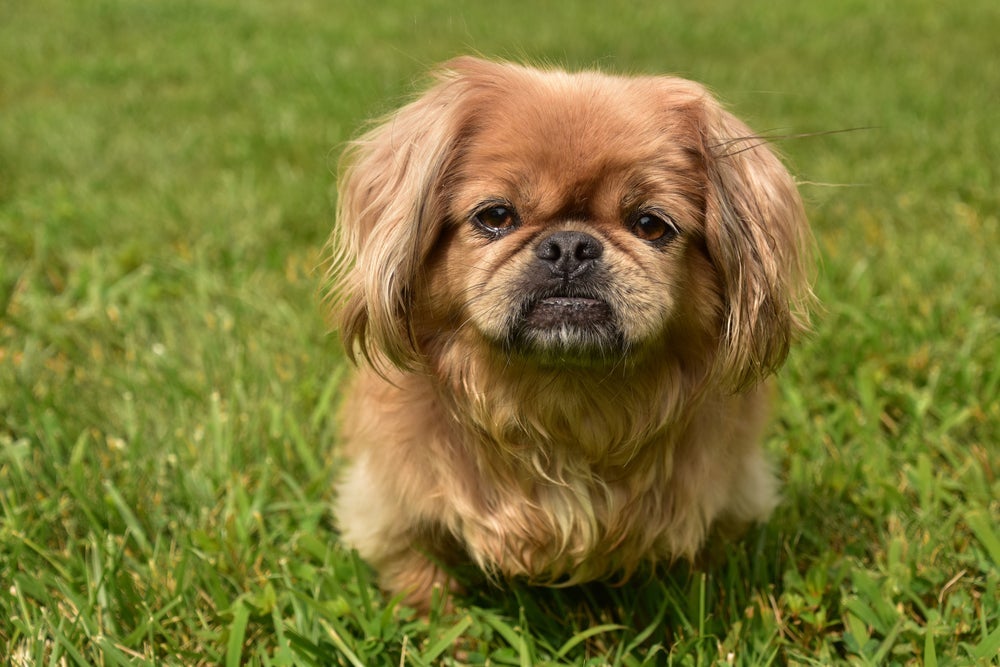 Cachorro com calor: o Pequinês tem o focinho achatado e precisa de cuidados maiores no verão